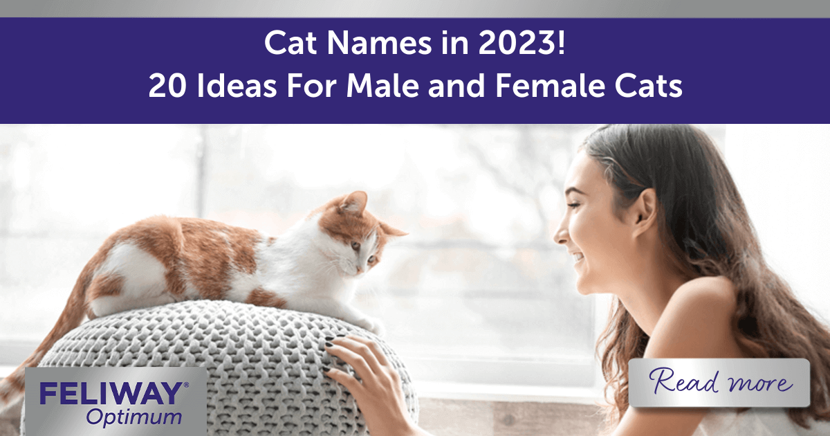Cat Names In 2023 20 Ideas For Male And Female Cats 8601